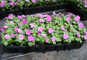 250_FLOWER. 250_FLOWER.